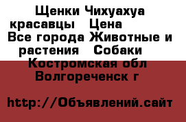 Щенки Чихуахуа красавцы › Цена ­ 9 000 - Все города Животные и растения » Собаки   . Костромская обл.,Волгореченск г.